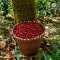 Organic Omkoi Arabica coffee Chiang Mai (Arabica 100%) Single Origin 250 g
