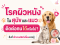 โรคผิวหนังในสุนัขและแมว ติดต่อคนได้หรือไม่? สิ่งที่เจ้าของสัตว์เลี้ยงควรรู้