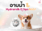 อาบ Hydromilk O2 Spa ดียังไง? เคล็ดลับดูแลผิวหนังและเส้นขนให้สวยสุขภาพดี