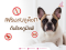 Allergic Skin Conditions in French Bulldogs