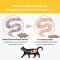 SUN WONDER GUT BOOSTER อาหารเสริมโพรไบโอติกชนิดผง สำหรับแมว เสริมสมดุลระบบย่อยอาหาร 1 กล่องมี 12 ซอง(copy)