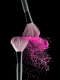 Powder Blush