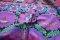 Free Spirits Fabrics Kaffe Fassete Collective Embroidered Flower Purple