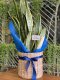 ลิ้นมังกรหอกสุระกาฬ (Sansevieria)