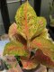 ไม้มงคลรวยรายวัน ปลูกเสริมการเงิน เรียกทรัพย์เข้าร้าน Aglaonema