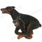 Doberman