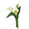 Calla Lily