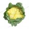 Cauliflower (leaf)