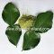 Kaffir Lime Leaf Powder 100g