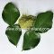 Kaffir Lime Leaf Powder 1kg