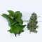 Mentha Powder 1kg