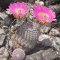Echinocereus pectinatus