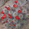 Echinocereus triglochidiatus v. Mojavensis