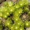 Echinocereus viridiflorus