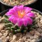 Ariocarpus kotschoubeyanus v. elephantidens