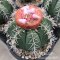 เมล็ด Melocactus Matazanus