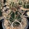 Astrophytum capricorne (หนามญี่ปุ่น)
