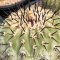เมล็ด Copiapoa