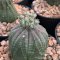เมล็ด Euphorbia obesa