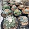 Lophophora seed mix