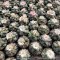 Ariocarpus Seed Mix (S)