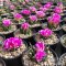 Ariocarpus agavoides