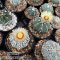 Astrophytum Seed Mix