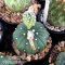 Astrophytum Seed Mix