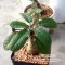 เมล็ด Dorstenia foetida