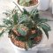 เมล็ด Dorstenia foetida