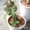 เมล็ด Dorstenia foetida