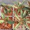 เมล็ด Dorstenia foetida