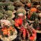Gymnocalycium Seed Mix
