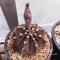 Gymnocalycium Seed Mix