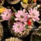 Gymnocalycium Seed Mix