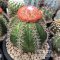 Melocactus Seed mix เก็บจากต้นด่าง