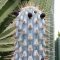 เมล็ด Azureocereus viridis 