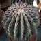 เมล็ด Echinocactus grandis
