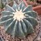 เมล็ด Ferocactus glaucescens v. inermis