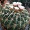 เมล็ด Ferocactus macrodiscus