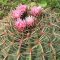 เมล็ด Ferocactus macrodiscus