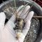 Astrophytum caput-medusae seed