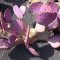 Opuntia violacea v. macrocentra