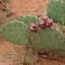Opuntia engelmannii v. texana