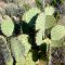 Opuntia engelmannii