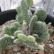 Opuntia microdasys v. albaspina