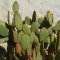 Opuntia rufida