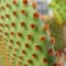 Opuntia rufida