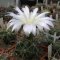 Gymnocalycium achirasense var chacrasense