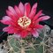 Gymnocalycium catamarcense var. acinaspinosum (Red Flowers)